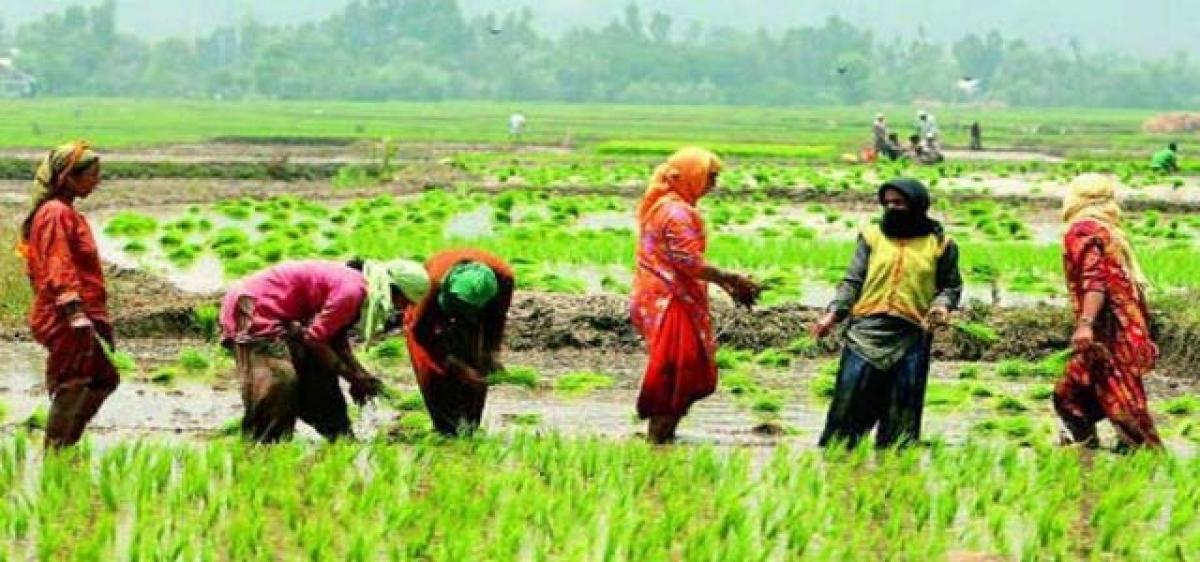 Integrated crop cover for Kharif, Rabi under study