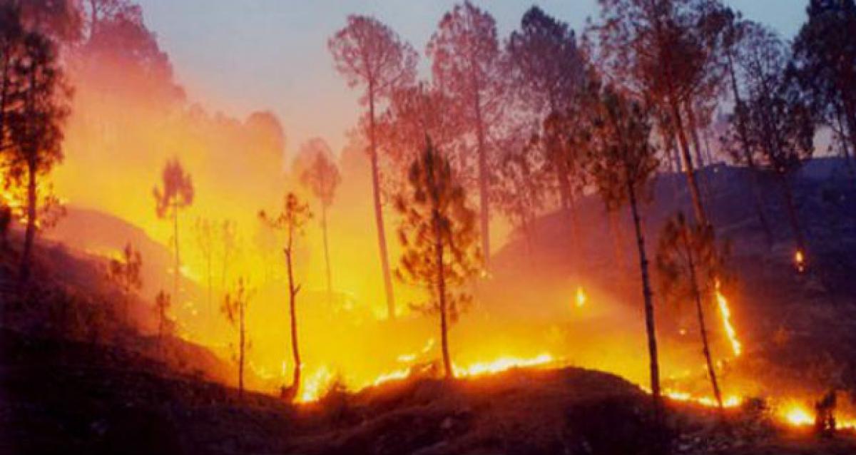 Concerted campaigns reduce forest fires