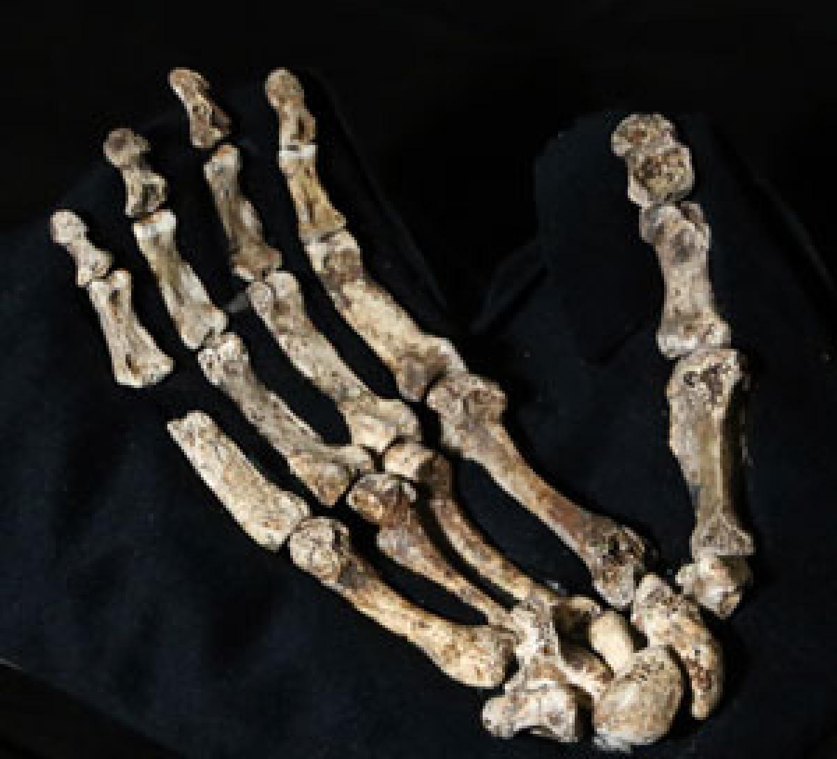 Ancient bone reveals mysterious human species