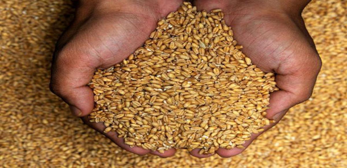 5kg wheat for FSC holders
