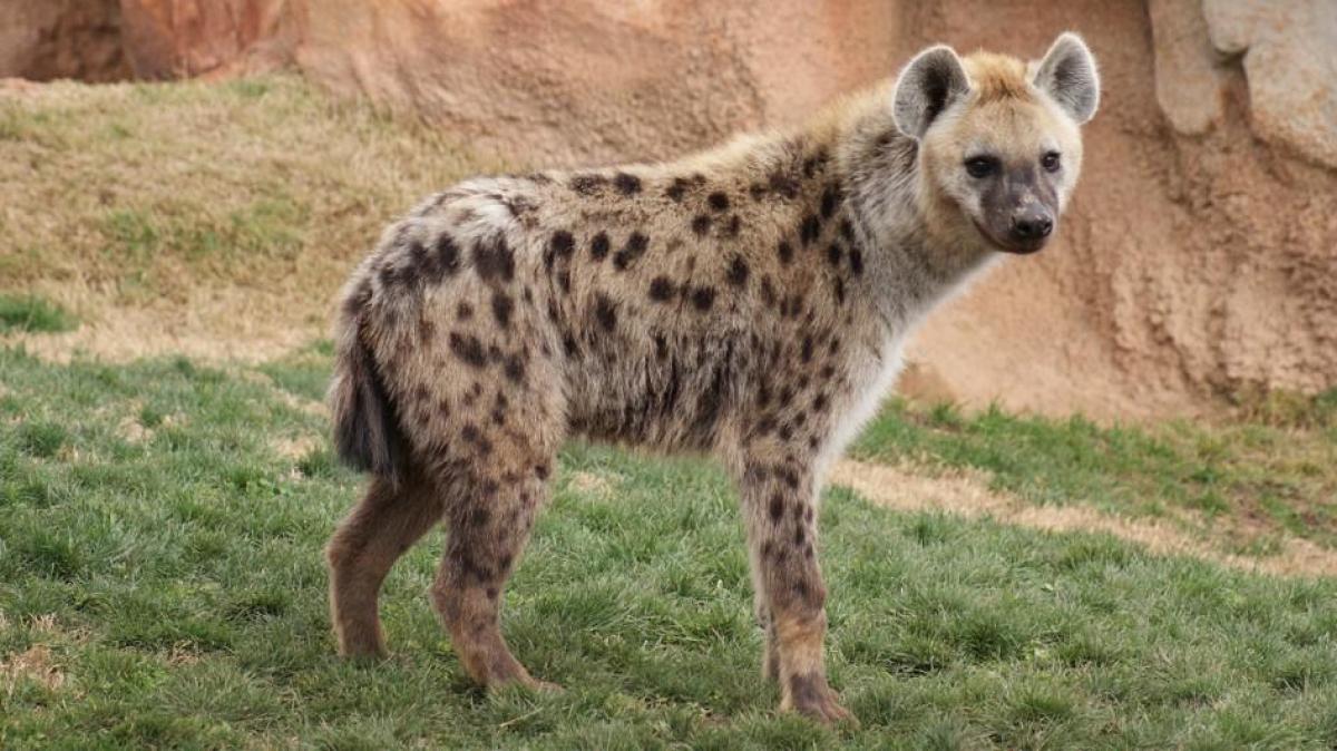 Hyena succumbs to sunstroke in Nehru Zoological Park
