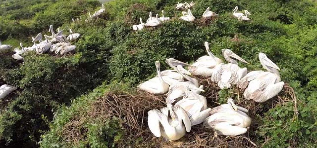 Winged guests arrive at Pulicat