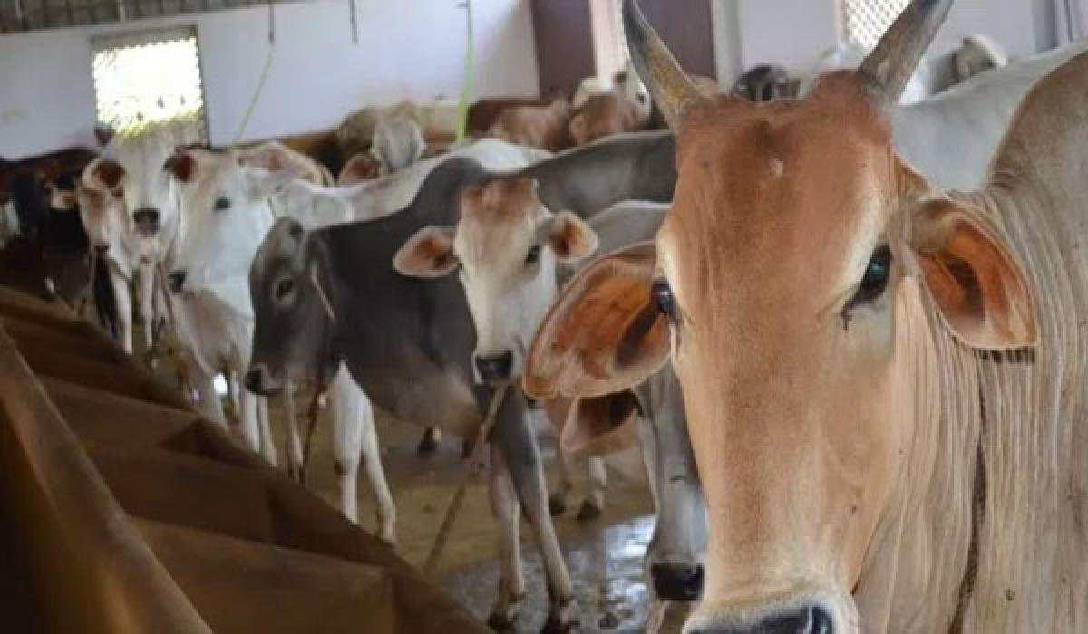 Telangana Goshala Federation  to provide free fodder to goshalas