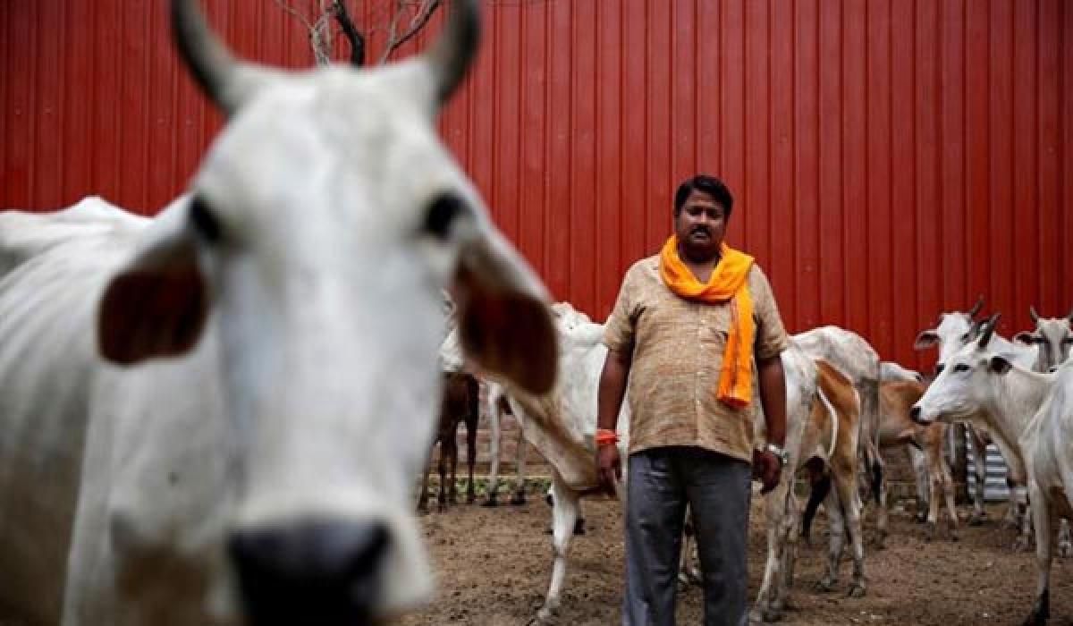 Modis reform drive clouded by Holy cows and Hindu crusaders