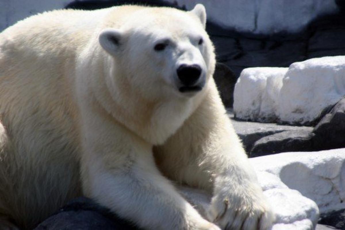 Is appearance deceptive?  HR message from Polar bear