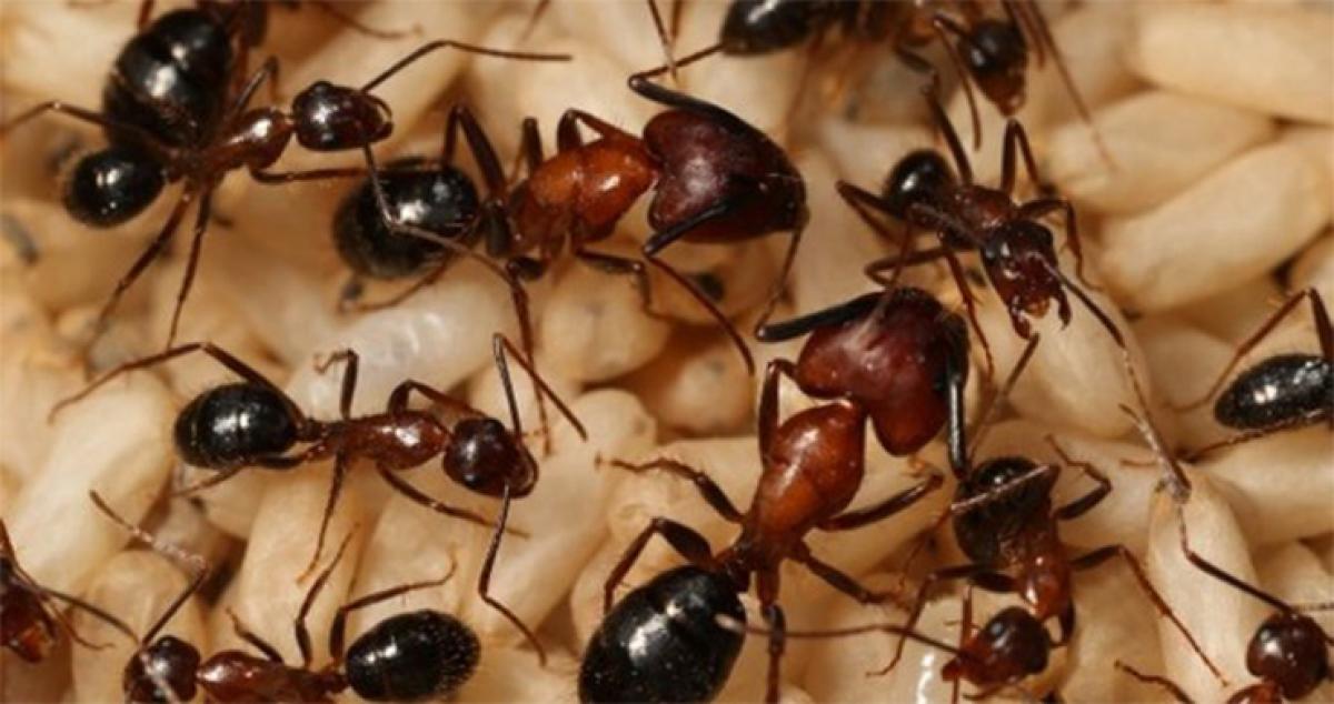 How do ants recognise each other?