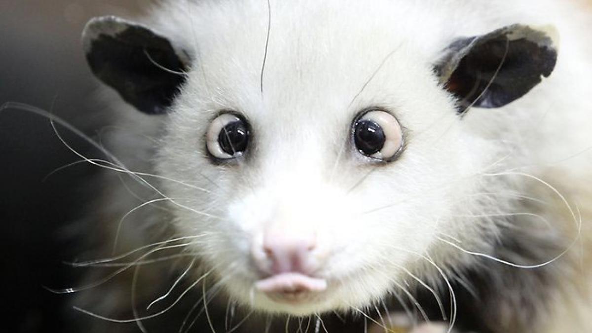 Employees ‘playing possum’ – A HR message