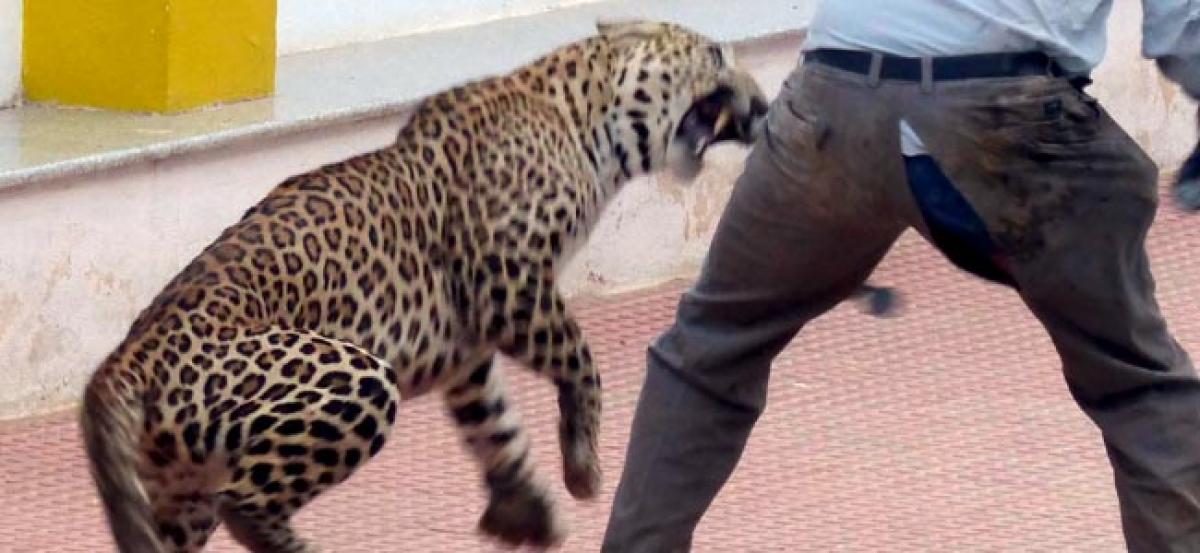 Leopard wreaks havoc in West Bengal town, injures many