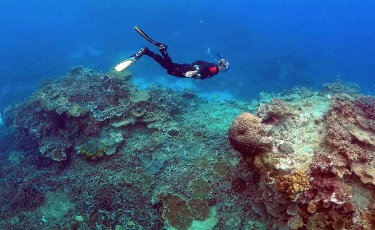 Great Barrier Reef May Never Recover From Bleaching: Study