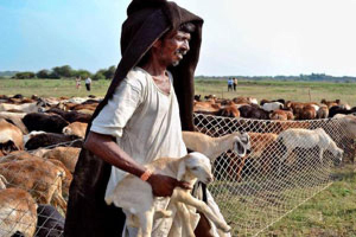 Cash crunch hits loans to sheep farmers