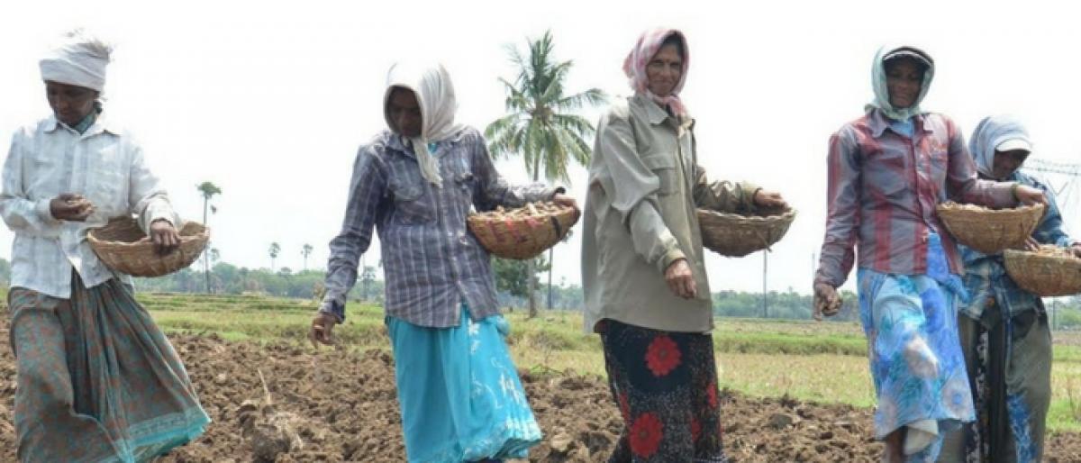 Crop loans still a far cry for tenant farmers in Telangana