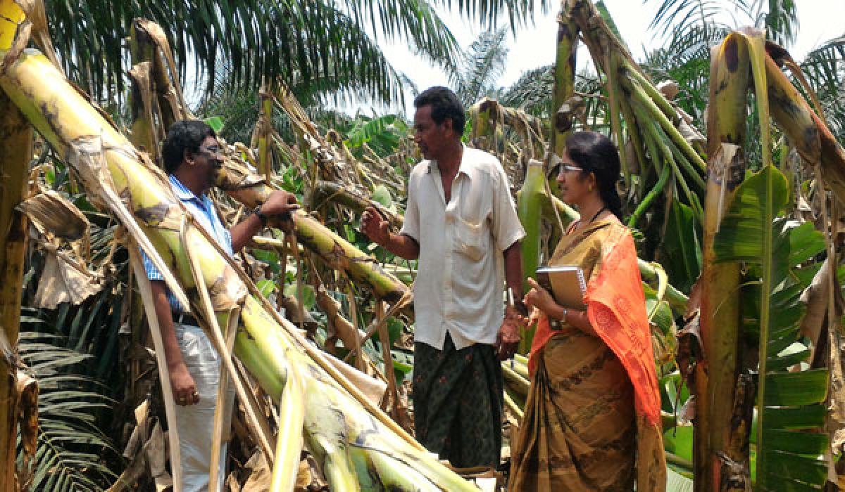 Summer gales damage horticulture crops in East Godavari