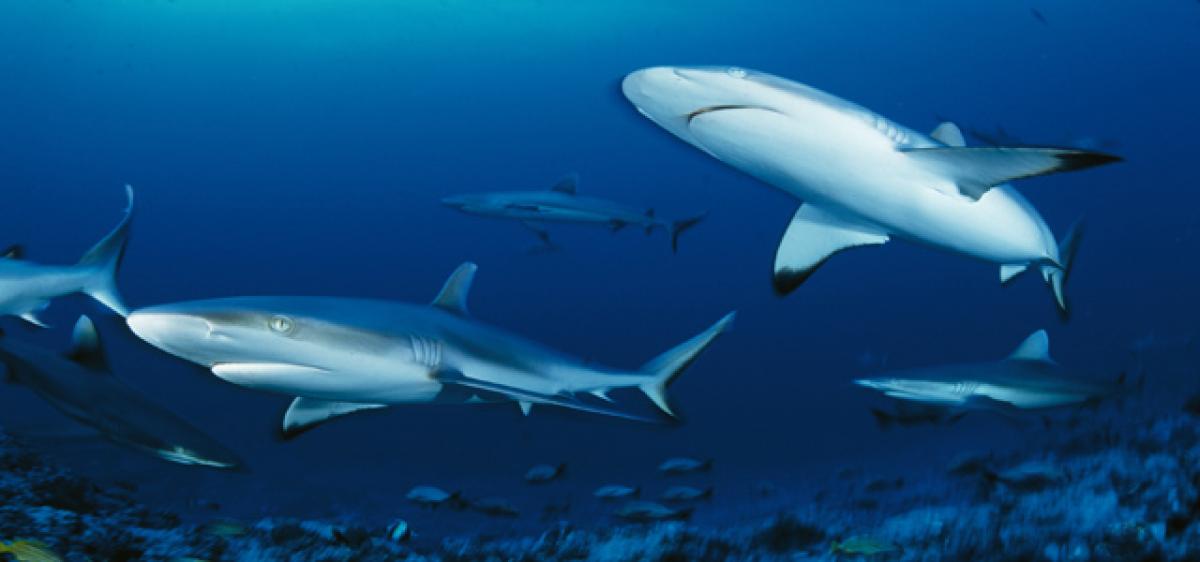 Drones to monitor shark activities in Australia