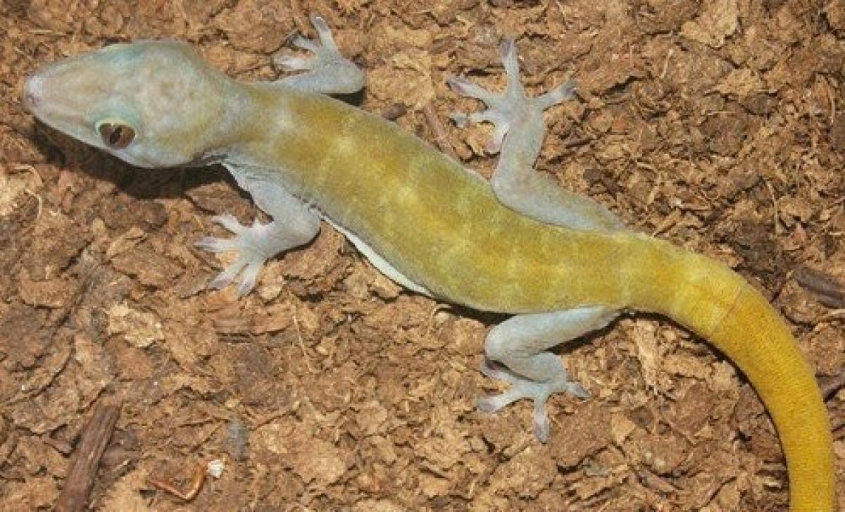 Golden gecko will vanish due to climate change