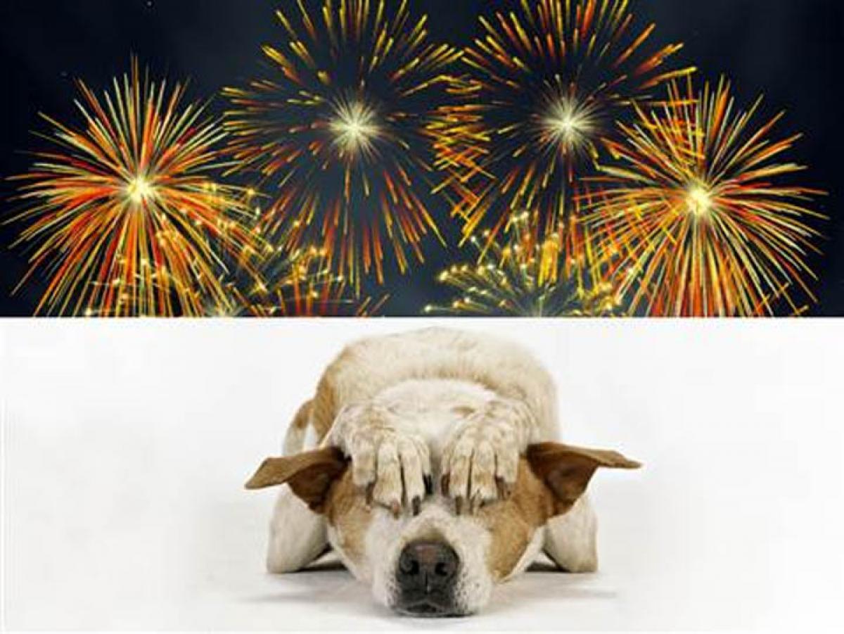 Diwali may be fun for you, not pets