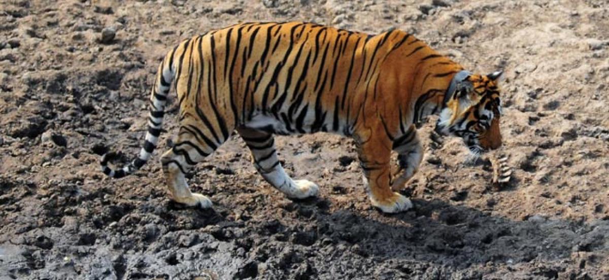 Roaming tiger tranquillised in MP forest