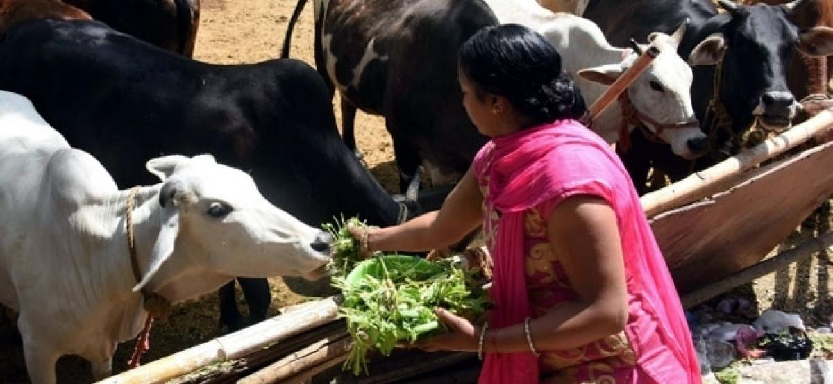 Two held in Madhya Pradesh for allegedly carrying beef