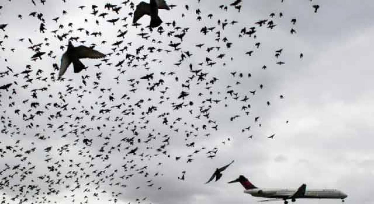 Noise net could save birds, aircraft