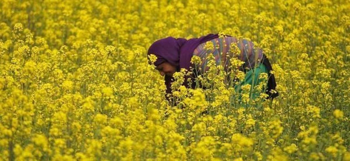 Government panel clears GM mustard but hurdles remain, sources say