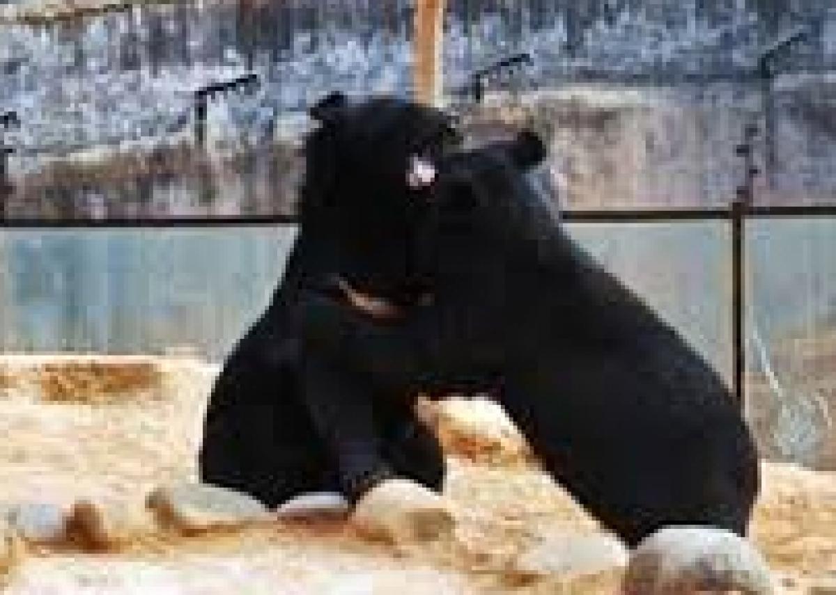 Chinese mans pet dogs turn out to be bears