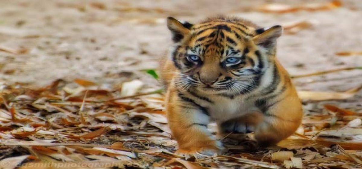 Tiger cub found dead 