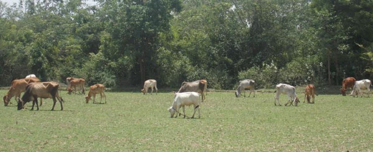 Subsidy on cows to promote organic farming 