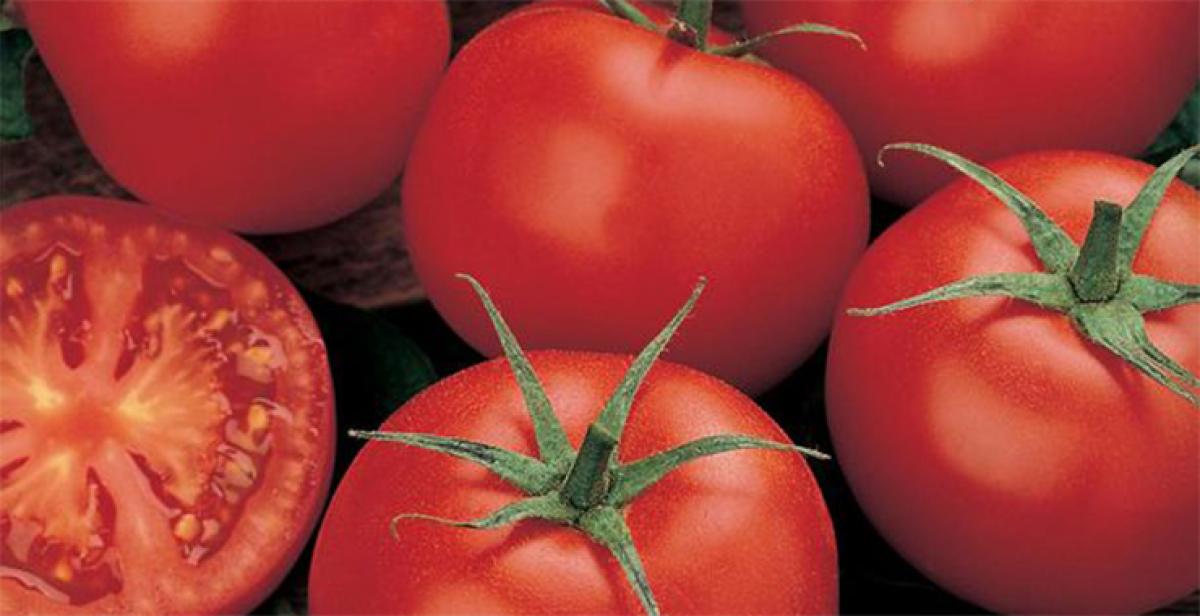 Hot water treatment can improve taste of tomatoes