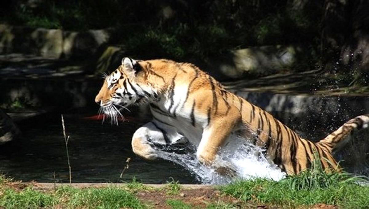 Panic in Hyderabad zoo as tiger goes loose