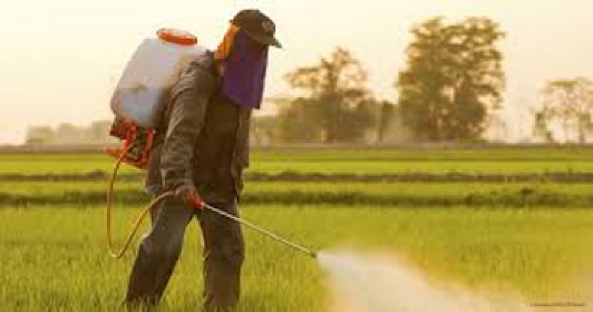 Controversial pesticide used by farmers may cause male infertility