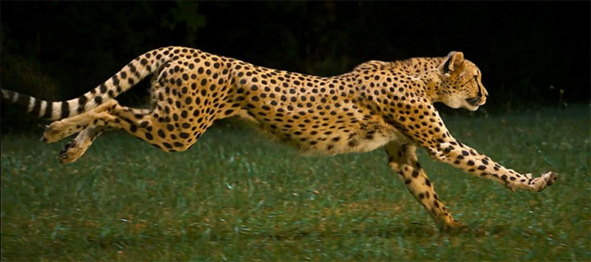 It is not ability to win decides your victory….a HR wisdom from Cheetah