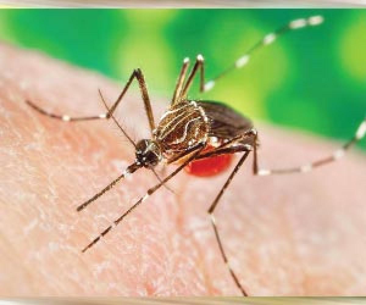 Officials deny dengue outbreak