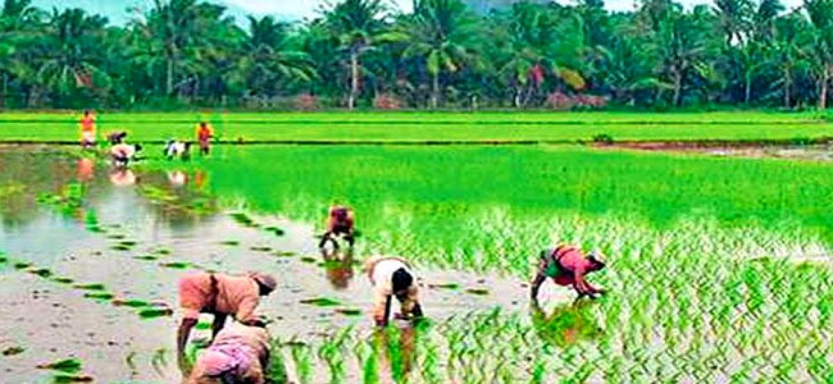 Timely monsoon cheers farmers