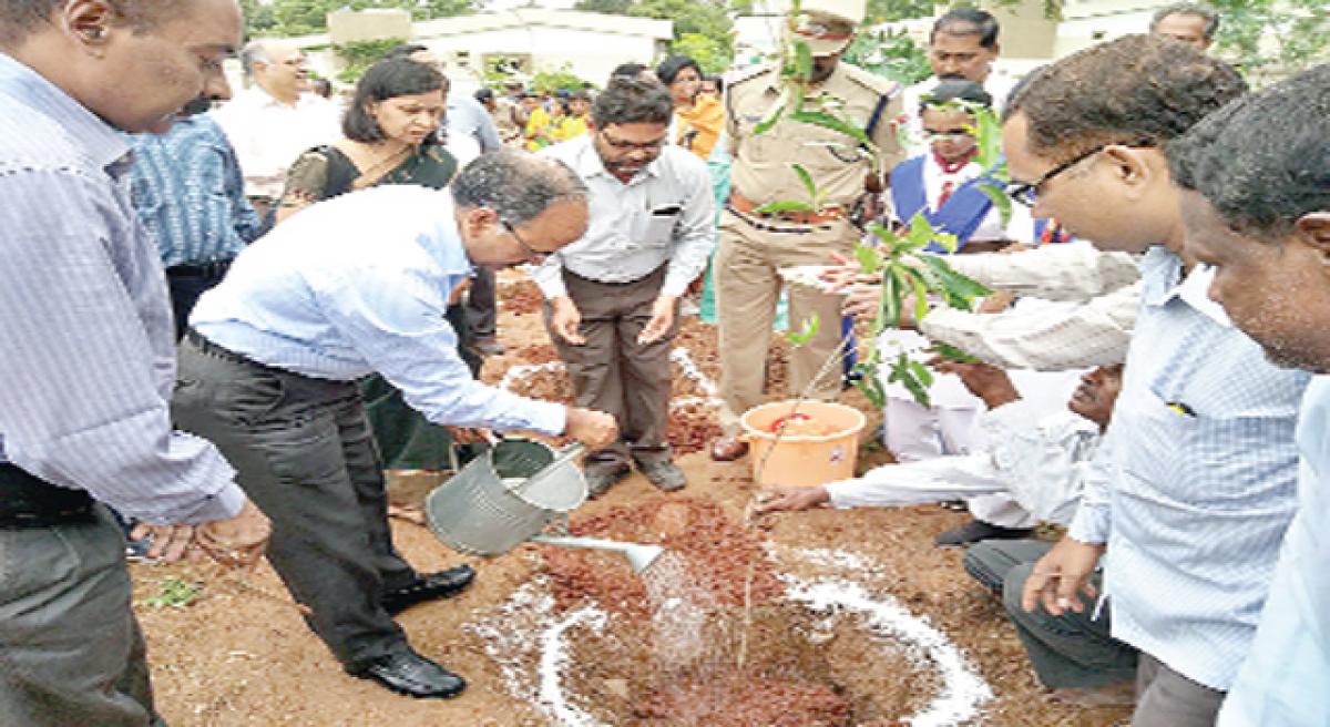 SCR goes on a tree plantation spree