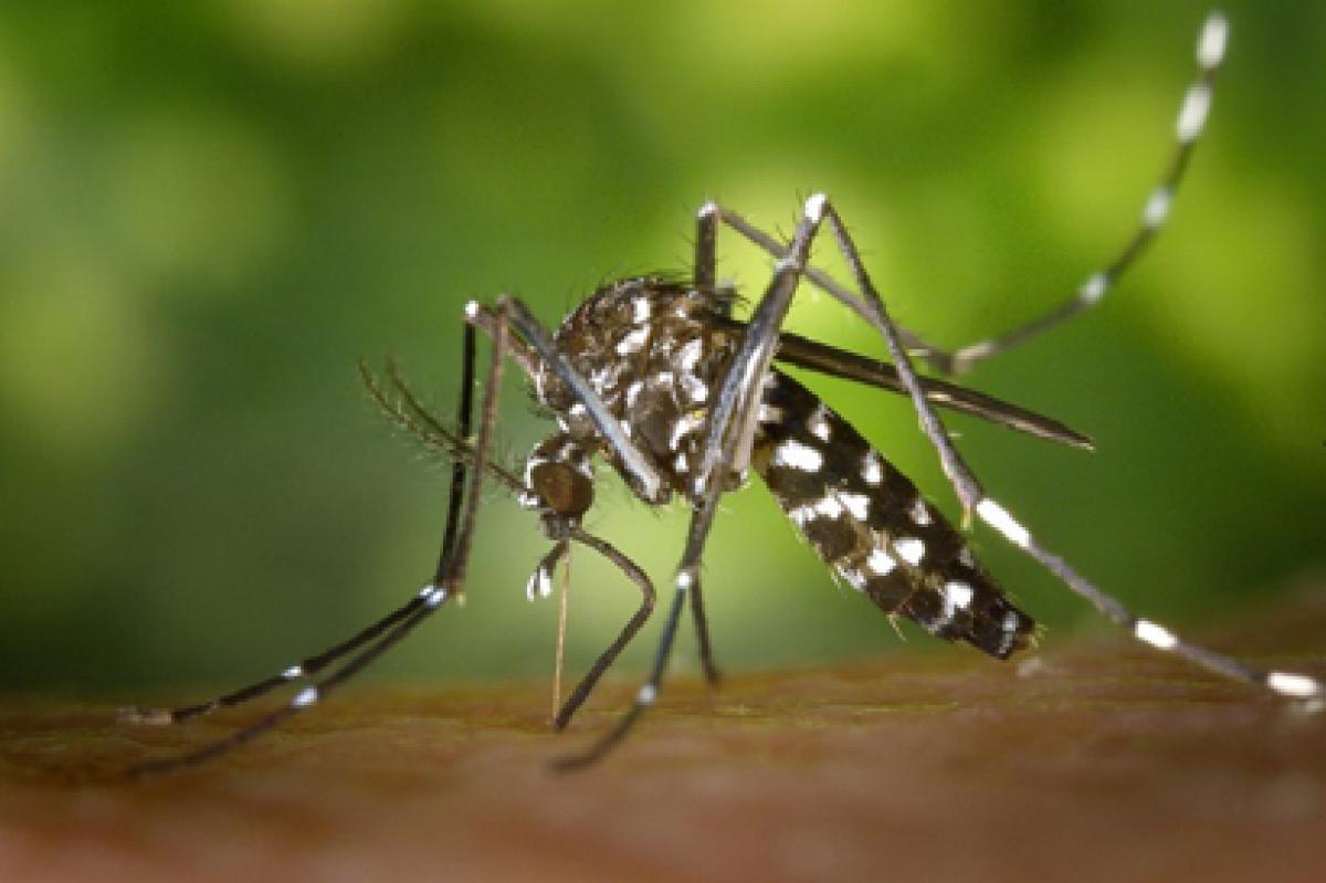 WHO may declare a health emergency over Zika