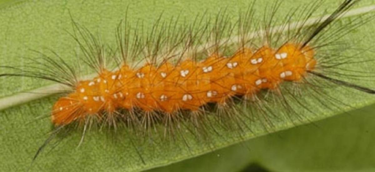 Polythene-eating caterpillars may help fight plastic pollution