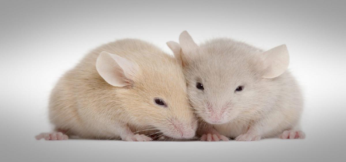 Mice copy jet engines to sing ultrasonic love songs!