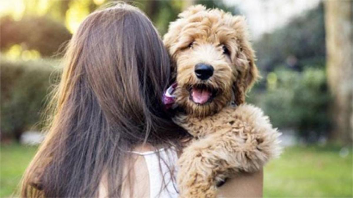 Pet loving Brazil sees an increase in dognapping