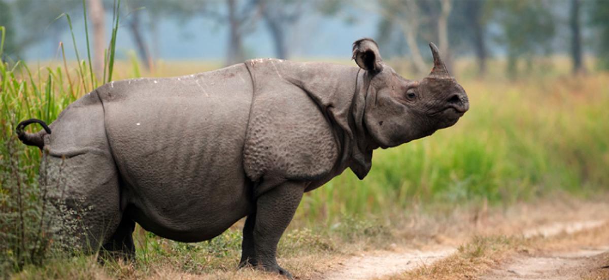 Assam mulls anti-poaching measures in Kaziranga