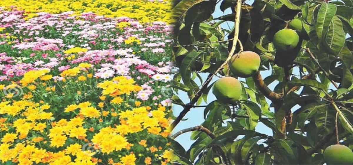 HRS develops bouquet of flower and fruit varieties  