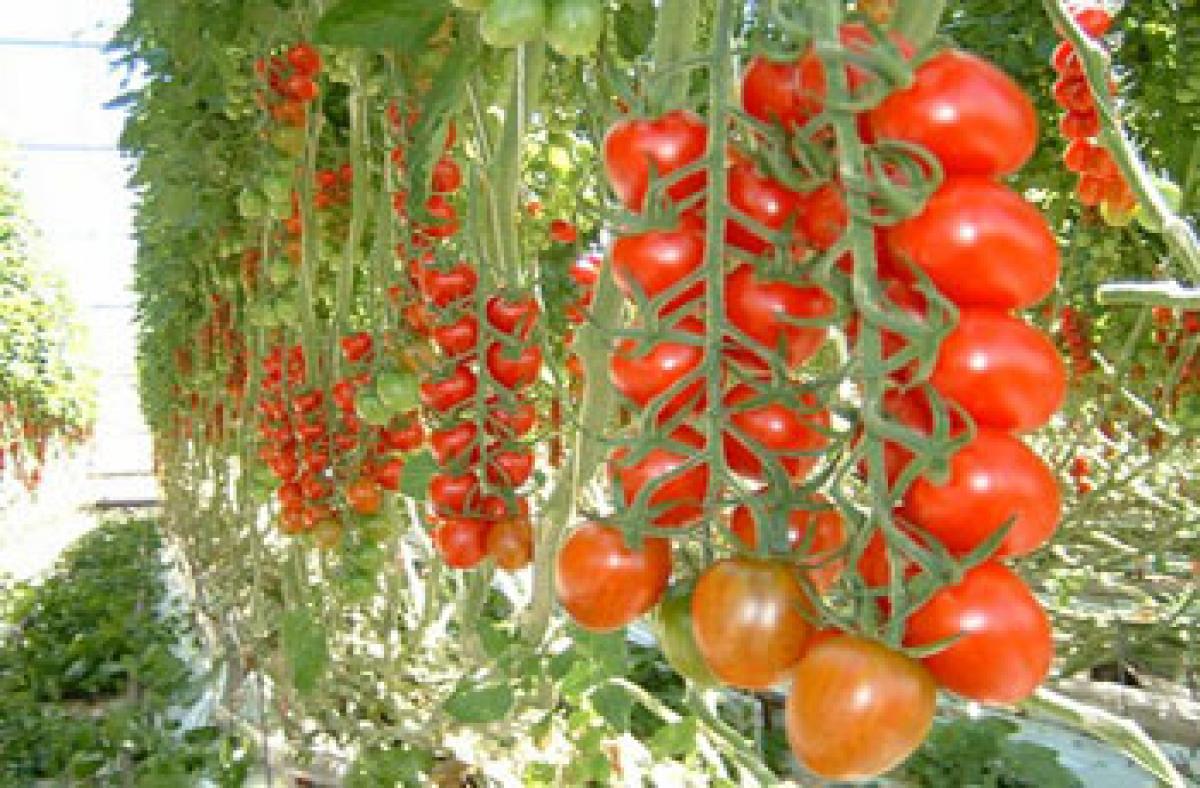 LED lights cut costs for greenhouse tomato growers