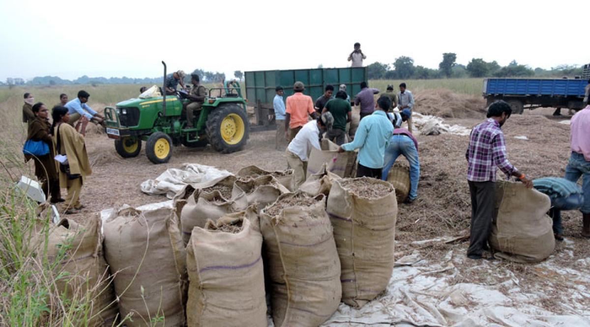 Forest staff seize red gram crop of suspected tiger killer