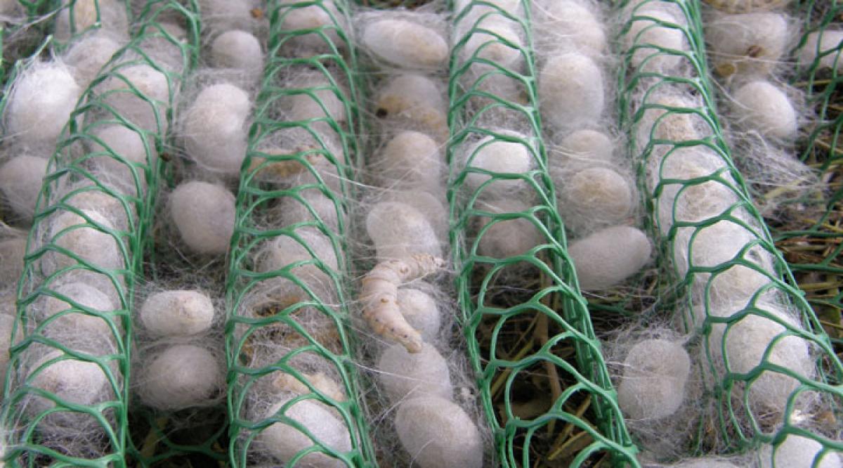 Ray of hope for sericulture