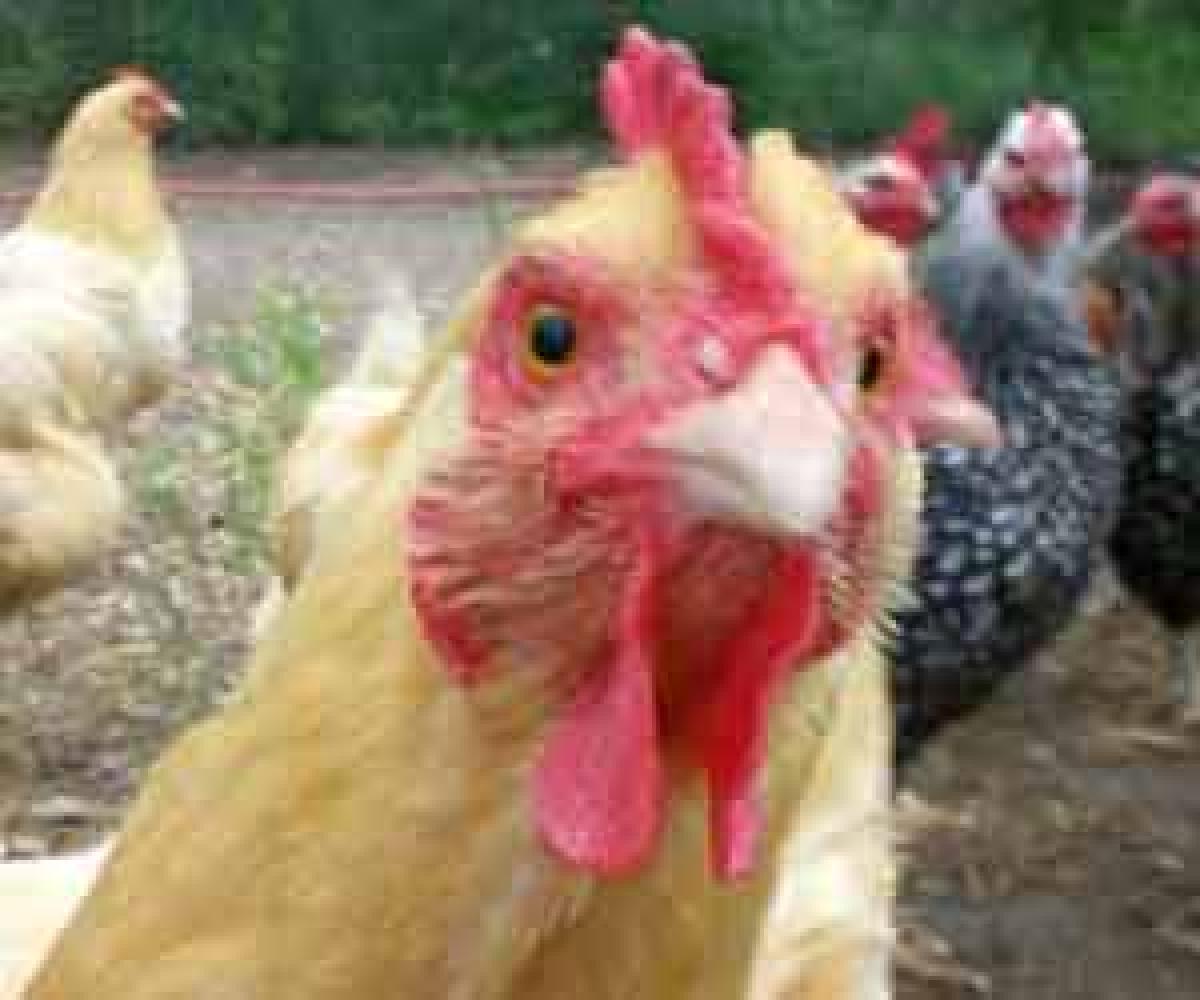 Chicken prices soar as mercury shoots up
