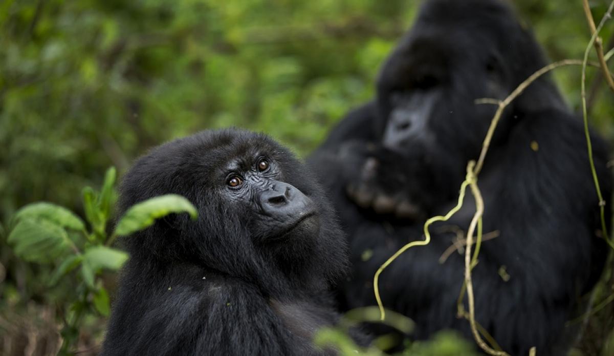Lesbian sex happens among Gorillas too