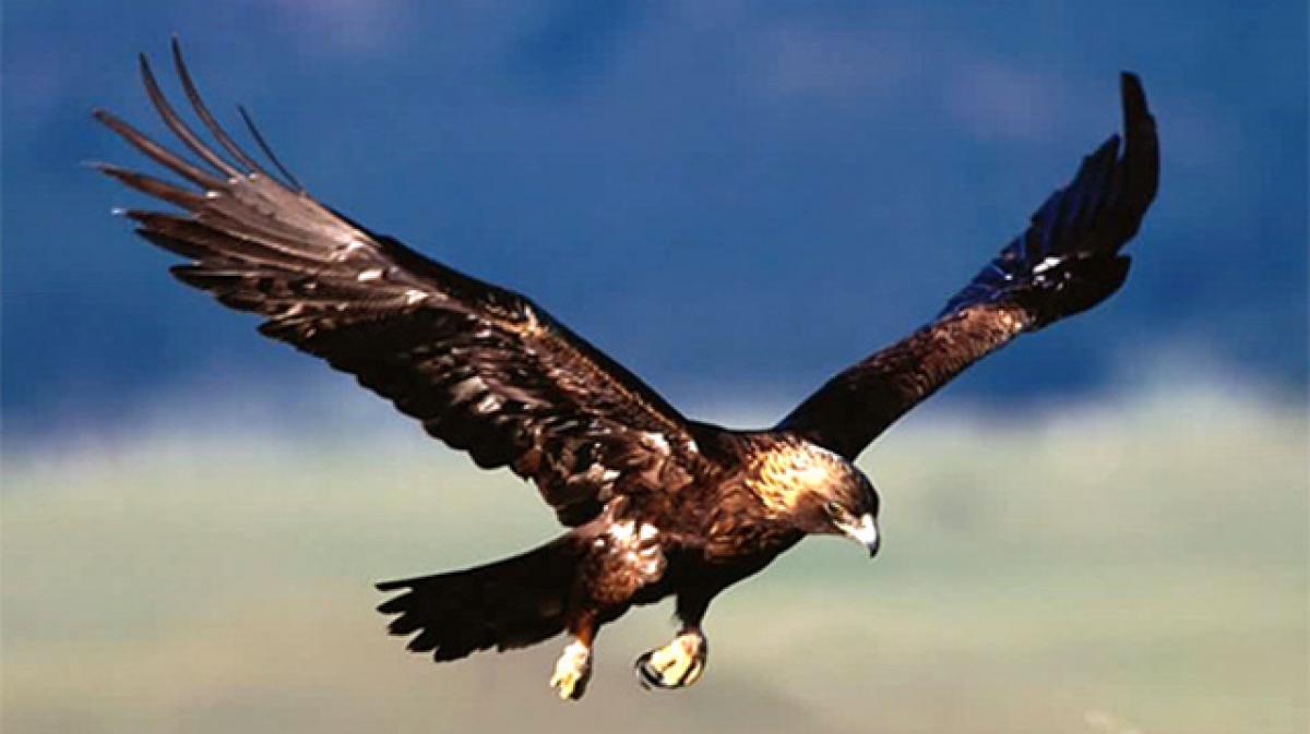 Right interpretation and wrong conclusion, the HR message from Golden Eagle