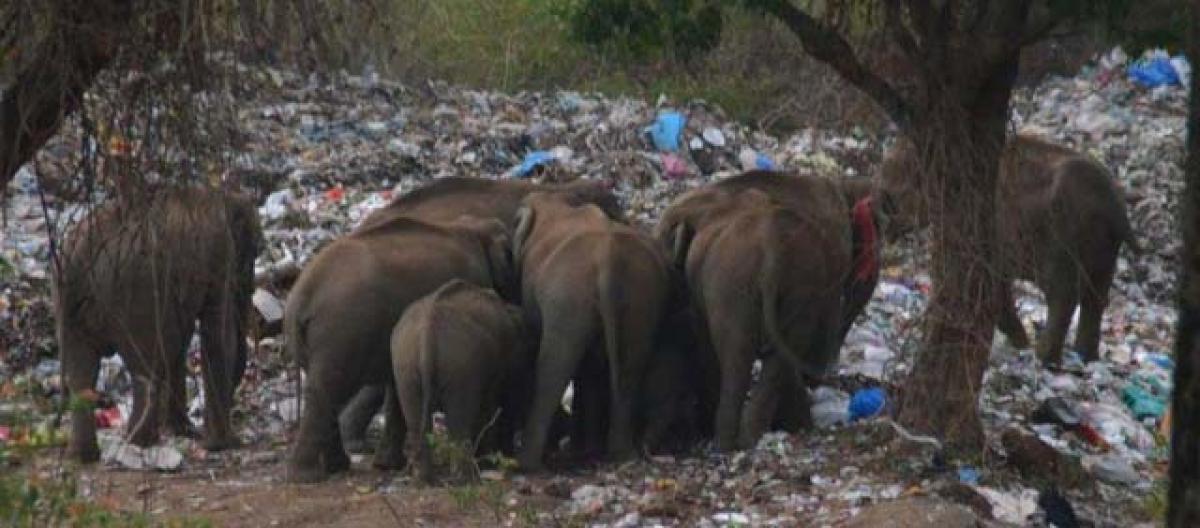 Dump yard in elephant corridor poses threat 