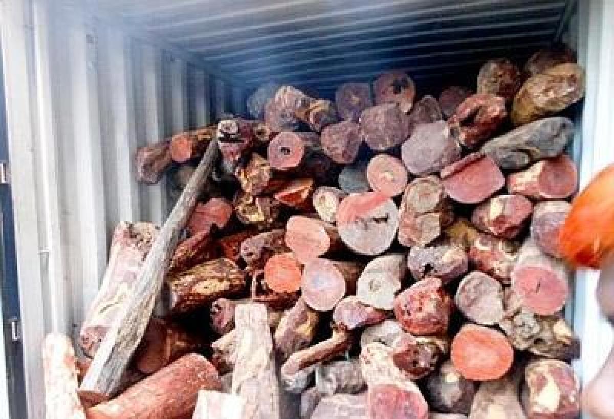 Red sanders logs worth 40 lakh recovered