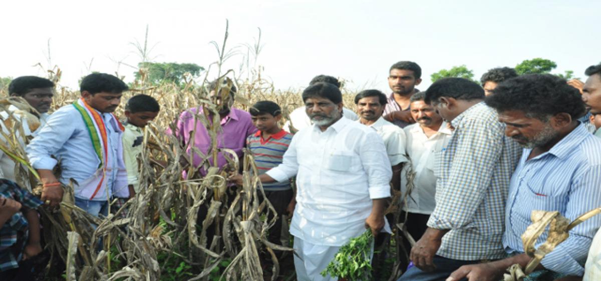 Bhatti demands aid to cotton, mirchi farmers
