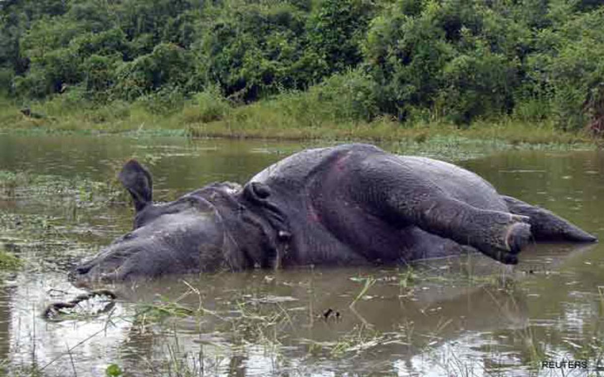 Poachers continue killing spray in Kaziranga, another rhino poached