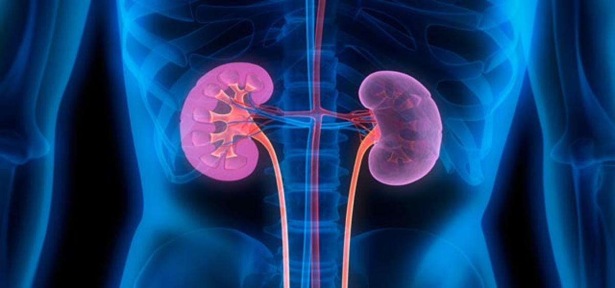 Bioartificial kidney a reality soon